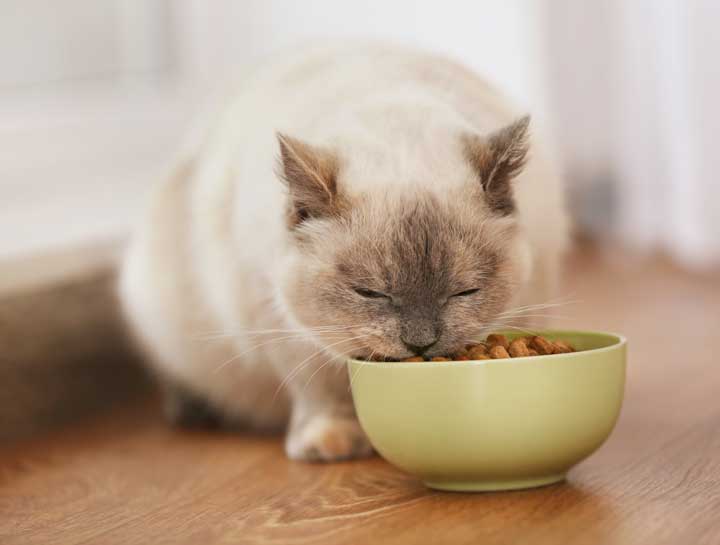 What should clearance my cat eat